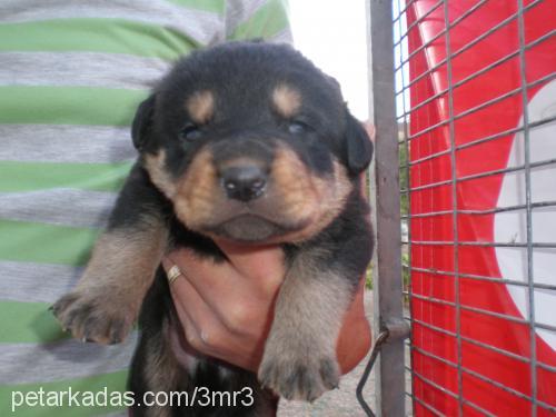 asya Dişi Rottweiler