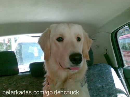 chuck Erkek Golden Retriever