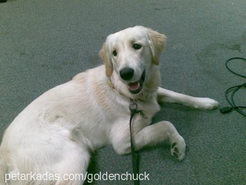 chuck Erkek Golden Retriever