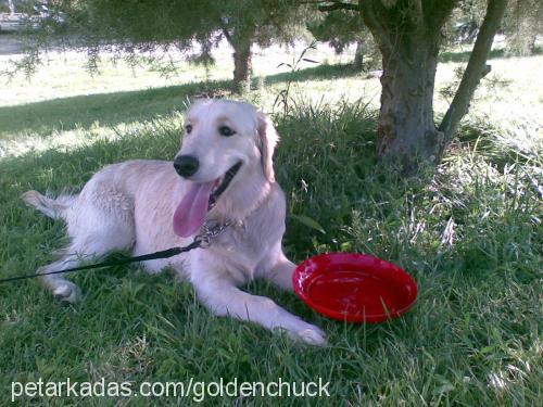 chuck Erkek Golden Retriever