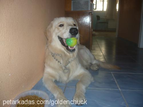 chuck Erkek Golden Retriever