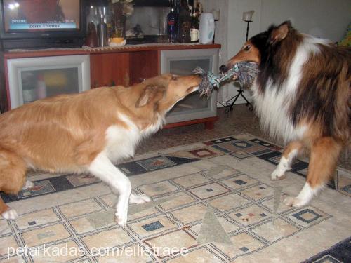 skoç Erkek Collie