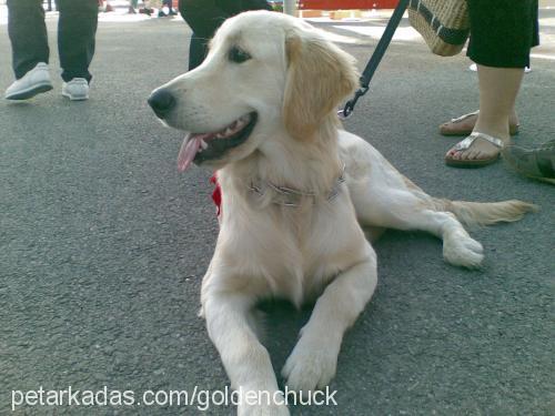 chuck Erkek Golden Retriever