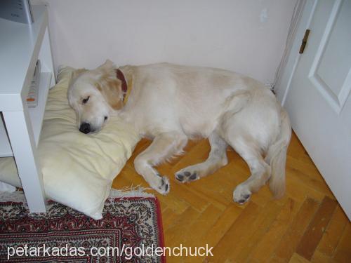 chuck Erkek Golden Retriever