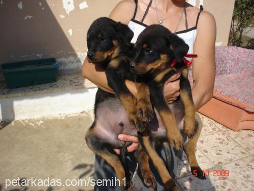 yavrularımız Erkek Rottweiler