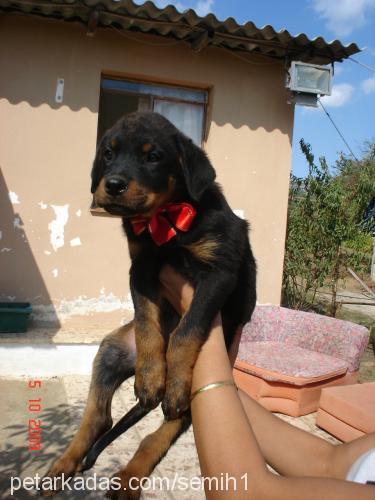 yavrularımız Erkek Rottweiler