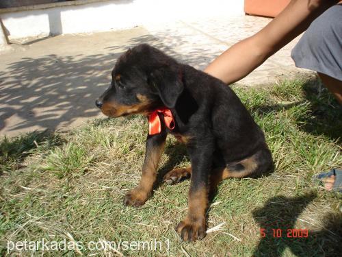 yavrularımız Erkek Rottweiler