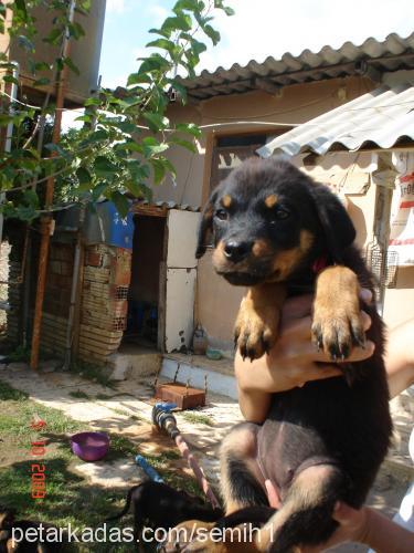 yavrularımız Erkek Rottweiler