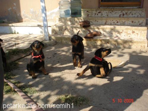 yavrularımız Erkek Rottweiler