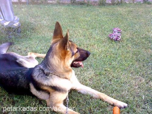 max Erkek Alman Çoban Köpeği