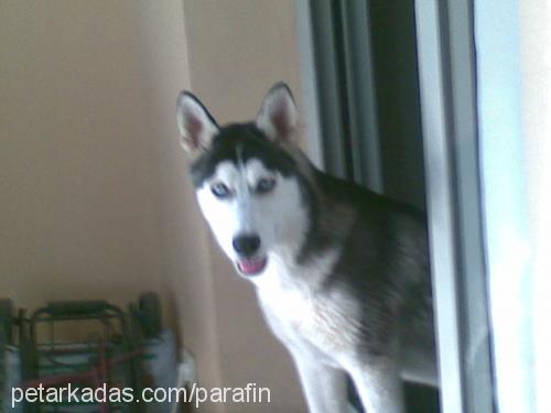 daisy Dişi Sibirya Kurdu (Husky)