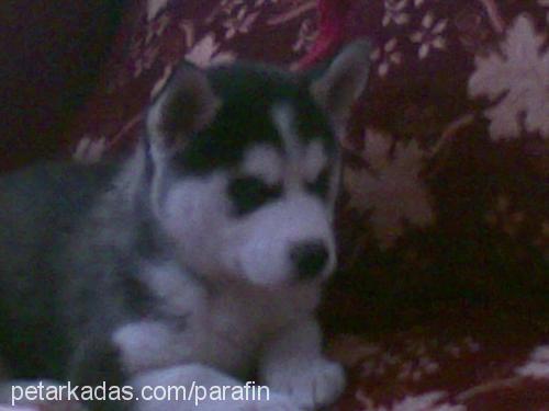 daisy Dişi Sibirya Kurdu (Husky)