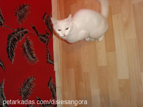 yumak Dişi Ankara Kedisi (Angora)