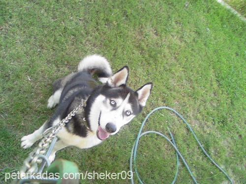 alex Erkek Sibirya Kurdu (Husky)