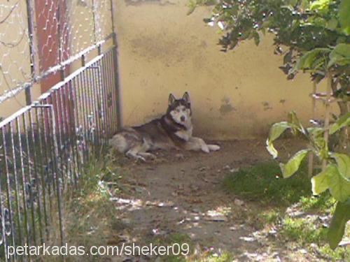 alex Erkek Sibirya Kurdu (Husky)