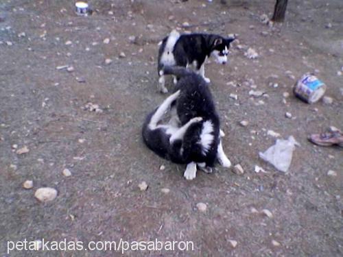 reİs Erkek Sibirya Kurdu (Husky)