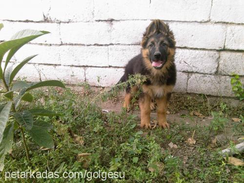 dİwa Dişi Alman Çoban Köpeği