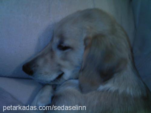 badem Dişi Golden Retriever