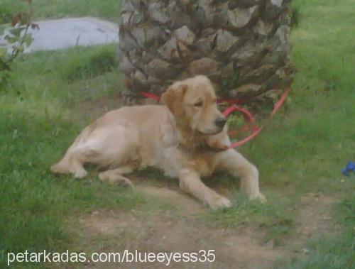 efe Erkek Golden Retriever