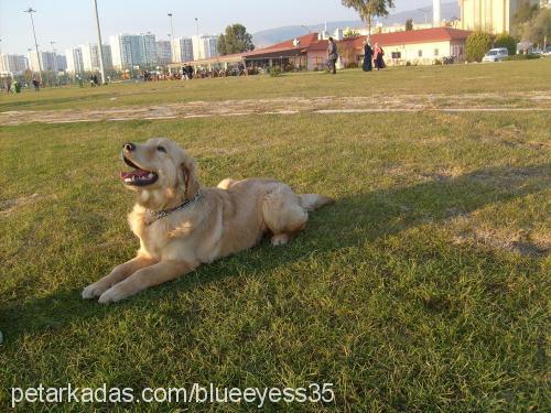 efe Erkek Golden Retriever