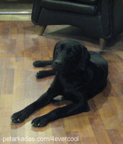 hera Dişi Labrador Retriever