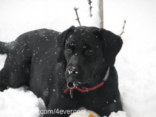 hera Dişi Labrador Retriever