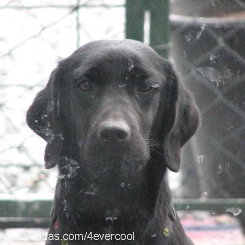 hera Dişi Labrador Retriever