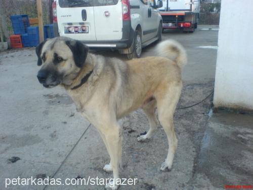 karabaş Erkek Kangal