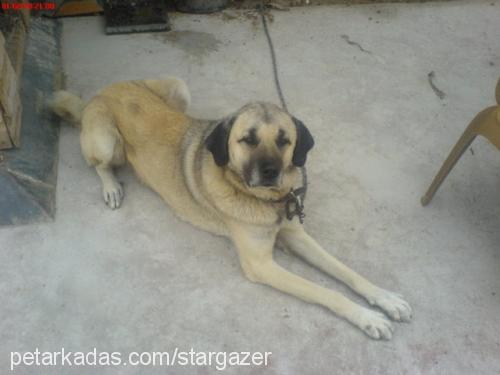 karabaş Erkek Kangal