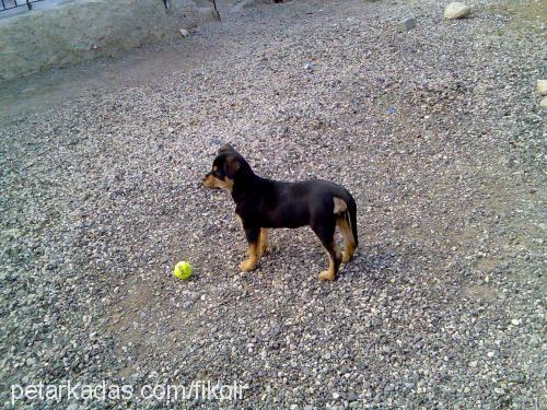 daisy Dişi Rottweiler