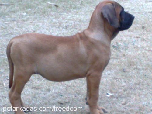 turbo Dişi Mastiff