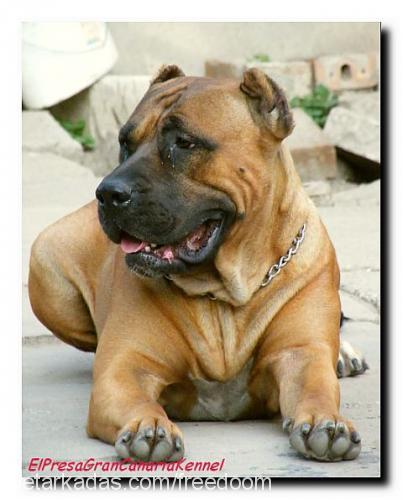 turbo Dişi Mastiff