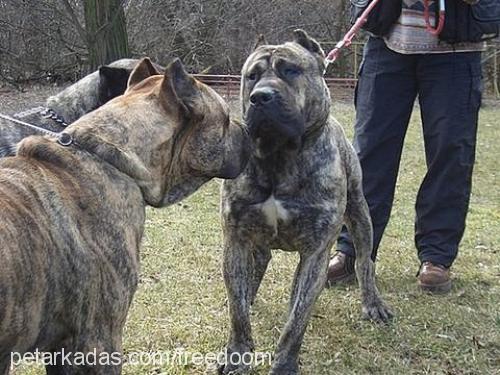 turbo Dişi Mastiff