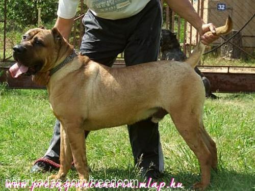 turbo Dişi Mastiff