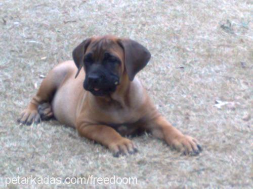 turbo Dişi Mastiff