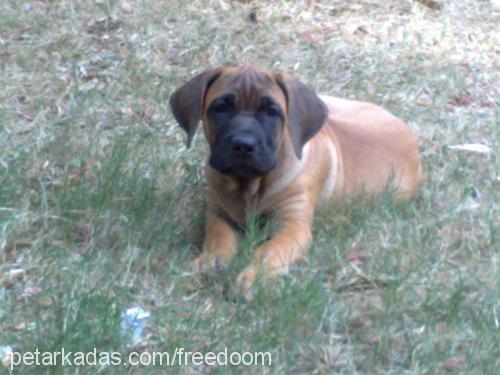 turbo Dişi Mastiff