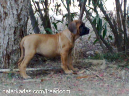 turbo Dişi Mastiff