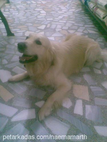 body Erkek Golden Retriever