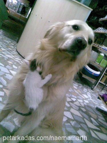 body Erkek Golden Retriever