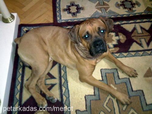 ares Erkek Boxer