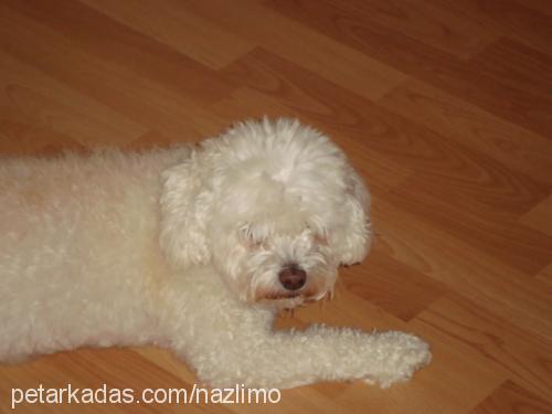 nazli Dişi Poodle (Minyatür Kaniş)