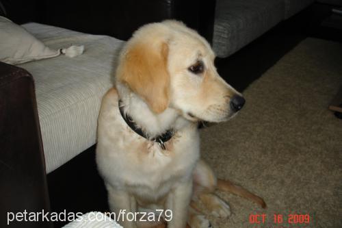 lady Dişi Golden Retriever