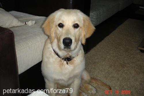 lady Dişi Golden Retriever