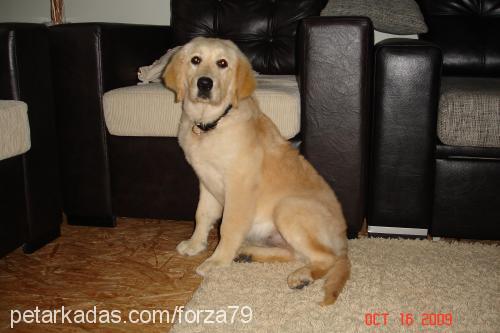 lady Dişi Golden Retriever