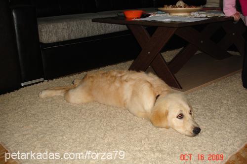 lady Dişi Golden Retriever