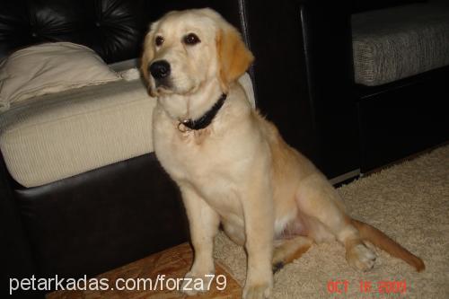 lady Dişi Golden Retriever