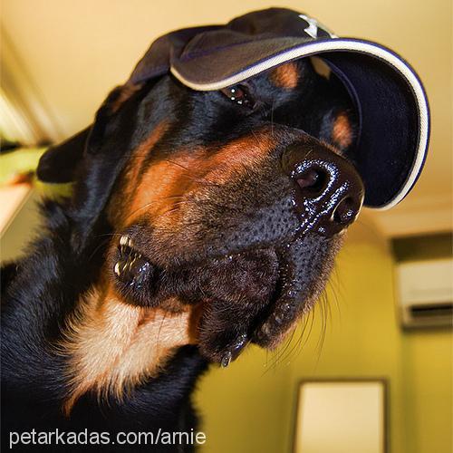 arnie Erkek Rottweiler