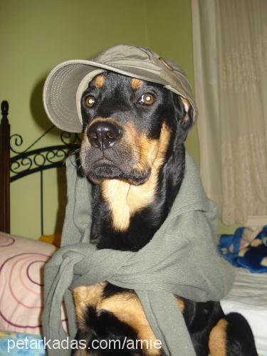 arnie Erkek Rottweiler