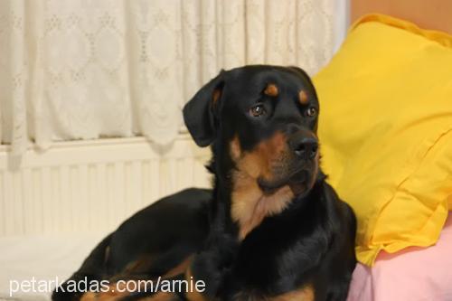 arnie Erkek Rottweiler