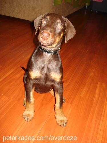 hera Dişi Doberman Pinscher